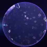 kororoの画像