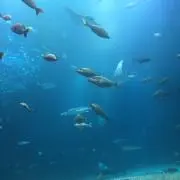 シューの画像