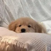 もおかの画像