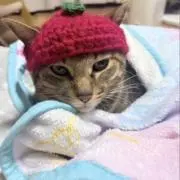 ちはるの画像