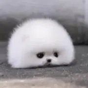 ぽめらにゃん⭐️7/5～7/7発送不可の画像