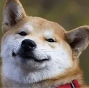 ピコの画像