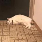 らいごろうの画像