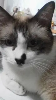 ポチタンゴ