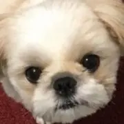 ルカ