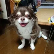 ちびもか