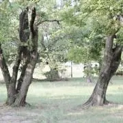 Theaの画像
