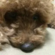 ひろもえめいの画像