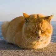 なおみち