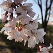 ぴぐれっとの画像