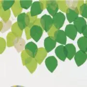 コーヒーの木の画像