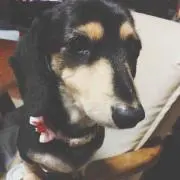 stmの画像