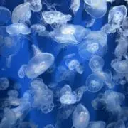 HAMIMIの画像