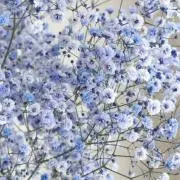 アルパカの画像