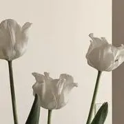 chocの画像