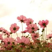 keeeeechan5の画像