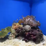 クロの画像