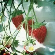 omochiの画像