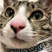ごまだんごの画像