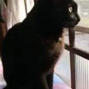 スイフトの画像