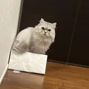 ハル♡の画像