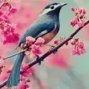 さいだーの画像