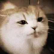 メッルカリの画像
