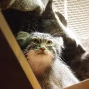 ネクステージ