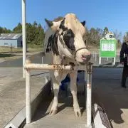 モーモーの画像