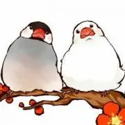 白玉