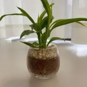 りんごさんの画像