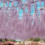 藤の花の画像
