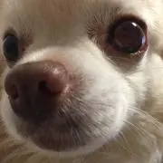しょうの画像