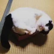 Maoserの画像
