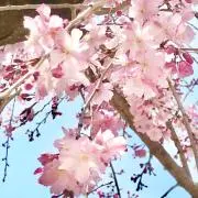 yuukikiの画像