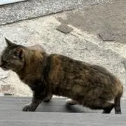 みみみの画像