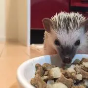 シキ