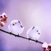 紫蝶の画像