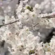 れもんの画像