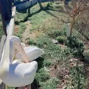 【即購入可、まとめ買い歓迎】じゅんのすけの画像