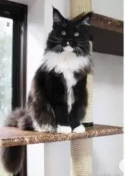 ｆｍの画像
