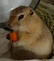 Kotakotaの画像