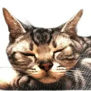 healingcatの画像