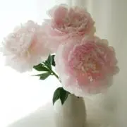 アリエル♡の画像