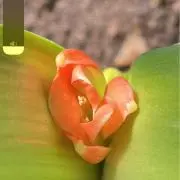 サボテンの画像