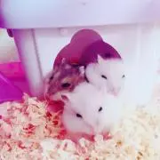 しょへの画像