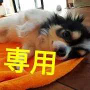 愛犬