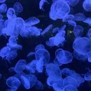 カブトムシ