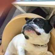 えこりん