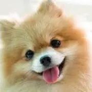 ダイラタンシーの画像